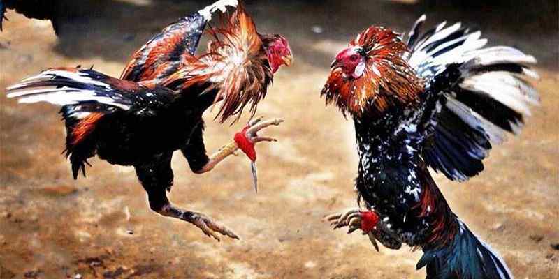 Cách chơi đá gà tại nhà cái chuẩn xác nhất
